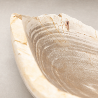 Opal Petrified Wood Bowl in light petrified wood with curved, textured interior surface.