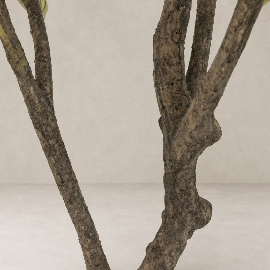 Corsica Olive Tree