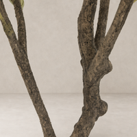 Corsica Olive Tree