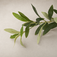 Corsica Olive Tree with realistic faux leaves in various shades of green.