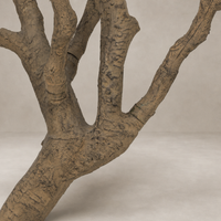 Iris Olive Tree Wide