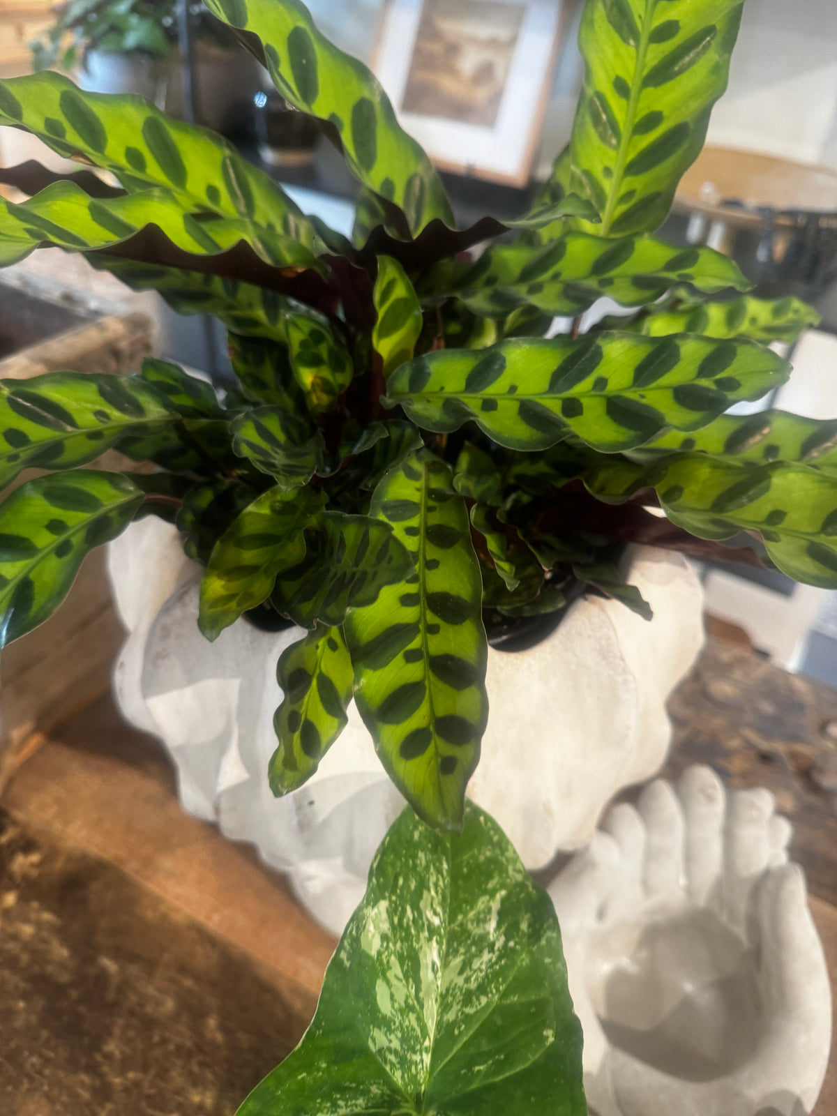 Lancifolia 3 Cluster