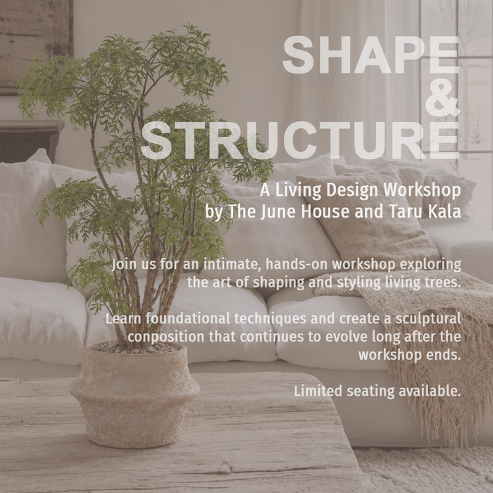 Shape & Structure Workshop
